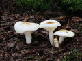 Hygrophorus lindtneri